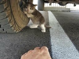 Una persona encontró a este gatito en apuros Una persona encontró a este gatito en apuros