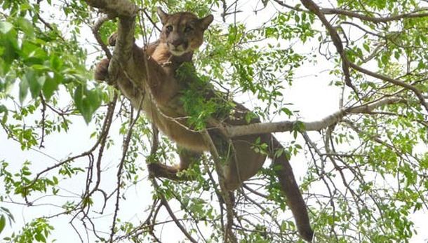 Susto en Córdoba: se despertó con un puma sobre el asador