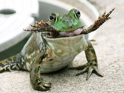 Sapo_sapo