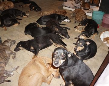 Una mujer hospeda en su casa a 97 perros callejeros para salvarlos del huracán Dorian