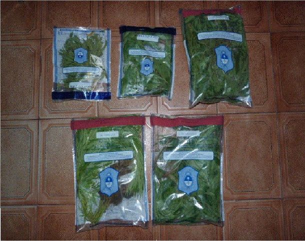 Desarticulan a una banda que cosechaba y vendía marihuana en Pergamino