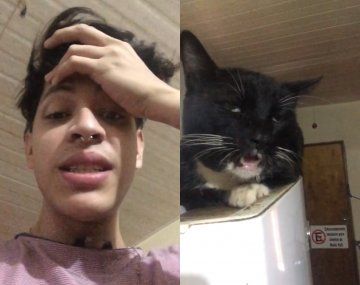 Su gato se comió sus brownies locos y la reacción de la mascota se volvió viral