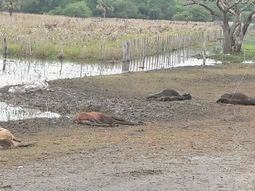 Al menos 50 mil animales murieron por las inundaciones&nbsp;