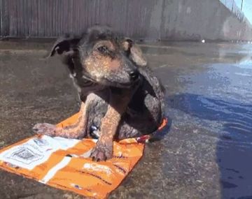La increíble recuperación de un perro abandonado
