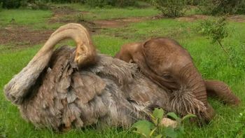 Pea se siente parte de la manada y cuida a los cachorros Pea se siente parte de la manada y cuida a los cachorros