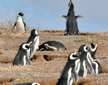 Dueño de un campo aplastó 140 nidos de pingüinos al abrir un camino ilegal en Punta Tombo