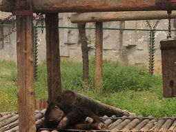 el circo del horror: retratan abusos a animales en zoo chino el circo del horror: retratan abusos a animales en zoo chino
