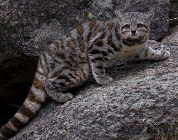 Un ejemplar del misterioso gato andino fue fotografiado en Mendoza