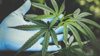 El Ircca prevé que haya 300 clubes canábicos a fin de año. (Foto: Gobierno del Uruguay) El Ircca prevé que haya 300 clubes canábicos a fin de año. (Foto: Gobierno del Uruguay)