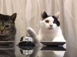Dos gatos que piden comida con una campana se vuelven virales