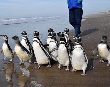 VIDEO: 12 pingüinos regresaron al mar tras ser rehabilitados por desnutrición