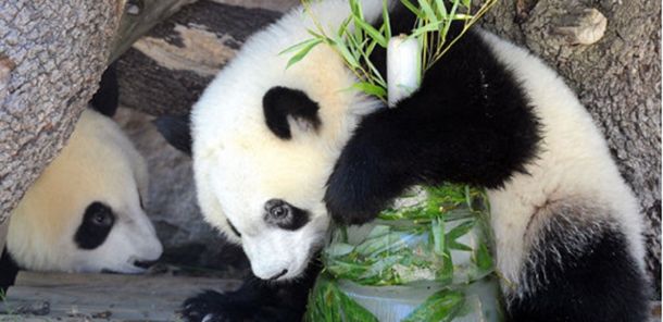 China dice haber descifrado el lenguaje de los osos panda