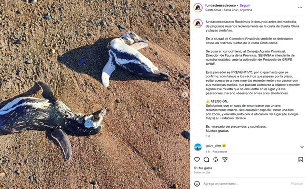 Alarma en Chubut y Santa Cruz por la aparición de pingüinos muertos en las playas