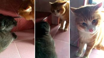video: divertida pelea entre dos gatos video: divertida pelea entre dos gatos
