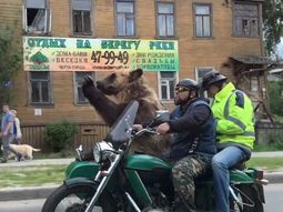 Un oso en moto es furor en Rusia Un oso en moto es furor en Rusia