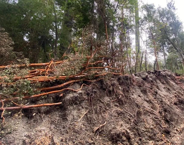 Multa millonaria por talar arrayanes: un vecino pagará casi $67 millones en Villa La Angostura