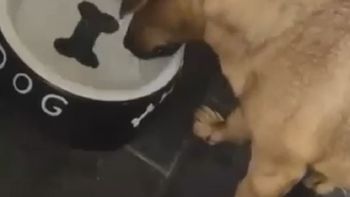 Un perro quiere comerse un hueso que no existe Un perro quiere comerse un hueso que no existe