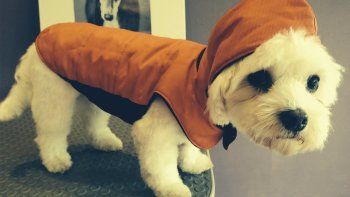 vestir a perros y gatos: ¿es conveniente o no? vestir a perros y gatos: ¿es conveniente o no?