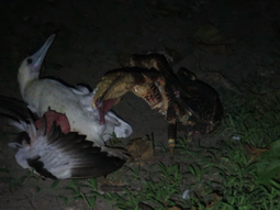 Cangrejo devora a gaviota en un comportamiento nunca antes visto