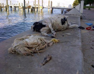 La playa más cara de Miami se llenó de animales decapitados