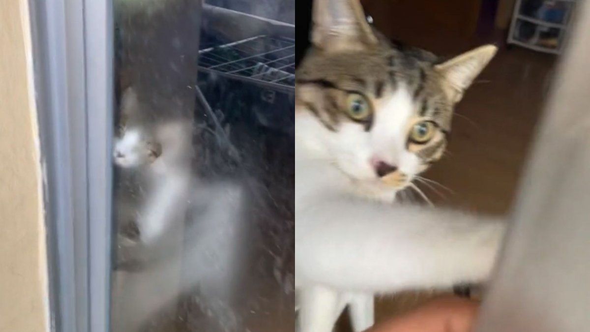 Un gato salvó a su dueño que quedó encerrado en un balcón y se hizo viral