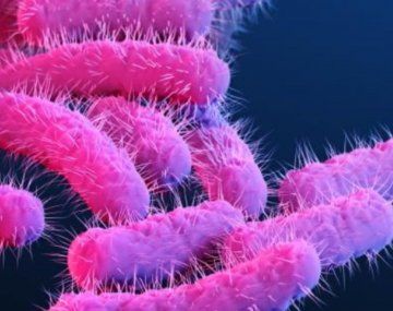 Salmonella y shigella: qué son las bacterias que mataron a dos hombres en Berazategui