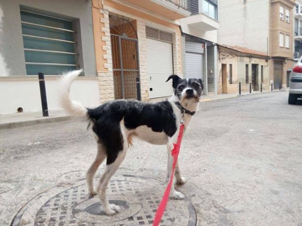 El perro ha sobrevivido a la intoxicación de psicofármacos (Sociedad Protectora de Animales de Burjassot)