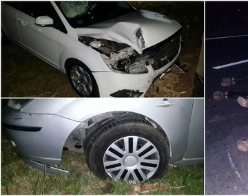 Peligro en Autovía 2: animales sueltos casi causan una tragedia