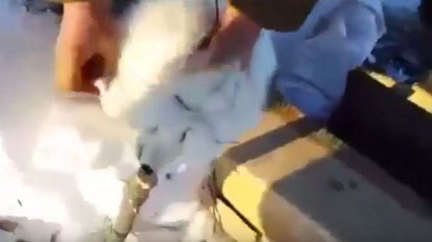 Zorro se hizo el muerto y escapó de sus cazadores