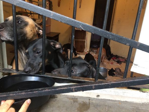 Abandonó a 10 perros en el departamento que alquilaba y los vecinos piden ayuda para adoptarlos