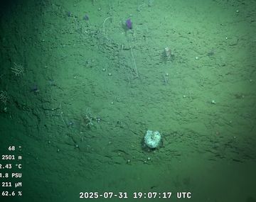 ¿Hasta cuándo se podrá ver la expedición del CONICET al cañón submarino?