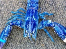 Langosta