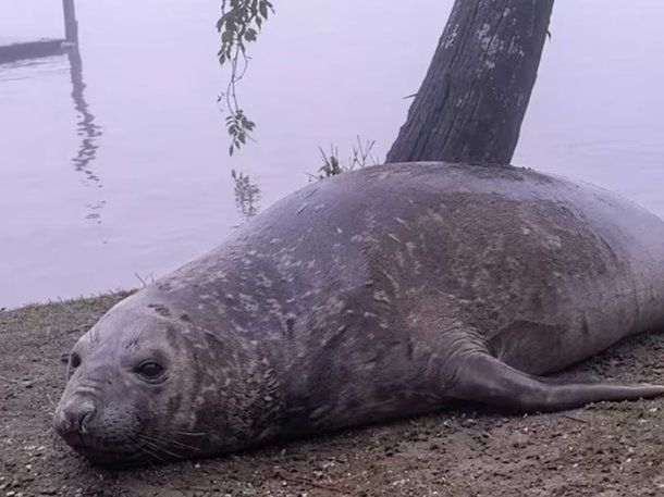 Escobar: buscan a una hembra de elefante marino para resguardarla