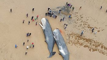 cuatro ballenas de 500 toneladas aparecieron muertas en la costa inglesa cuatro ballenas de 500 toneladas aparecieron muertas en la costa inglesa