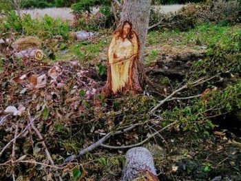 La imagen de Jesús en un árbol sorprendió a General Las Heras