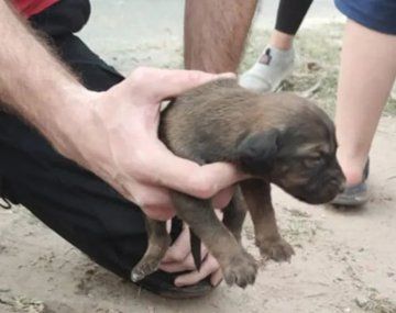 Hurlingham: rescataron a nueve cachorros que nacieron en un desagüe