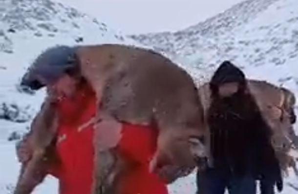 Repudian la matanza de pumas en Neuquén