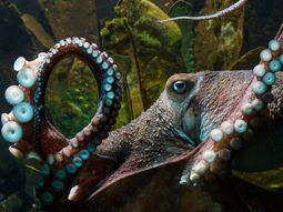 misterio en nueva zelanda por un pulpo que se escapo del acuario misterio en nueva zelanda por un pulpo que se escapo del acuario