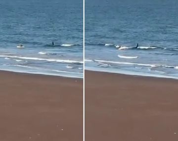 Una orca persiguió a un kayakista en Río Negro
