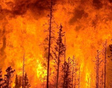 Incendios forestales en Chile: sube a 24 la cifra de muertos