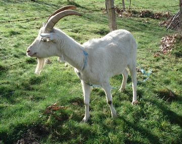 Discusión mortal por una cabra