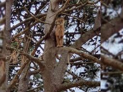 Capturaron al puma que tuvo en vilo a todos en Pinamar