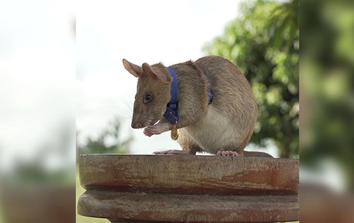 Condecoraron a una rata por su labor encontrando minas terrestres y otros dispositivos peligrosos en Camboya