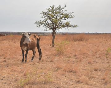 Sequía: alivio para productores agropecuarios afectados