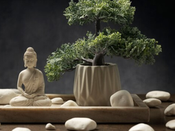 Cuáles son las plantas que atraen buenas energías, según el Feng Shui. Cuáles son las plantas que atraen buenas energías, según el Feng Shui.