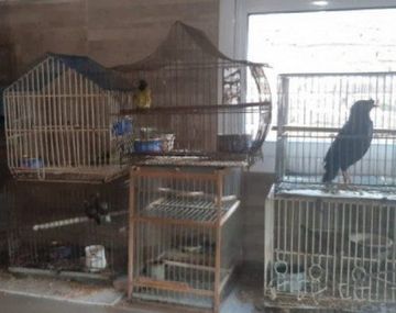 Detienen a hombre por tenencia de aves exóticas maltratadas