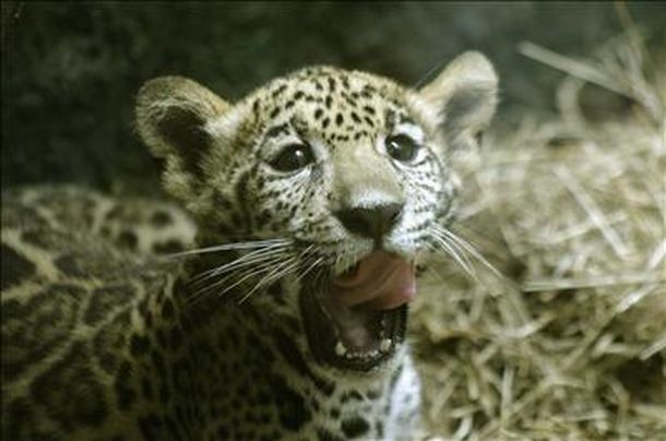 Lindo gatito