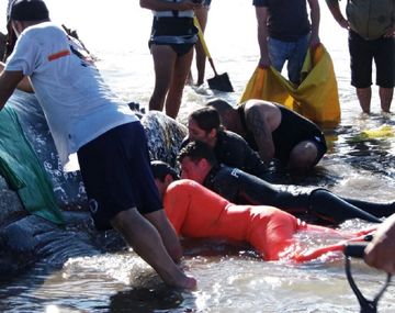 Cientos de vecinos intentan devolver al mar a la ballena encallada