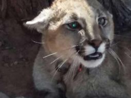 Un puma, de 4 meses, fue rescatado por la policía en la localidad cordobesa de El Chacho. Un puma, de 4 meses, fue rescatado por la policía en la localidad cordobesa de El Chacho.