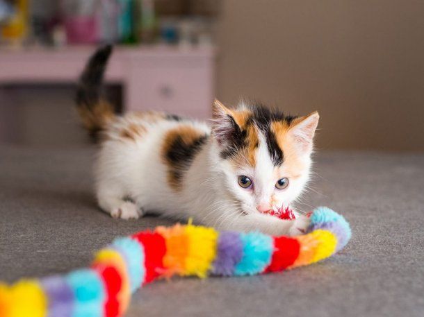Juguetes caseros para gatos: cómo divertir a nuestras mascotas